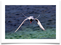 10_Arctic Tern Farne Islands print - Martin Ellison